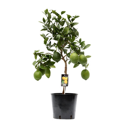 Kamerplant - Citrus Lemon - Pot Ø 22cm Hoogte ↕ 80cm