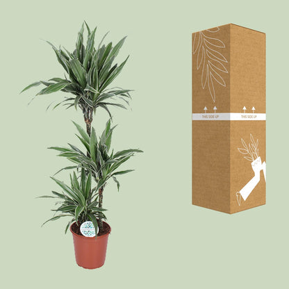 XL Kamerplant - Dracaena Warneckei - Pot Ø 24cm Hoogte ↕ 125cm