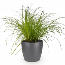Kamerplant - Cyperus alternifolius Zumula - Kattengras - Pot Ø 12cm Hoogte ↕ 20cm