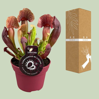 Kamerplant - Sarracenia Catesbaei - Pot Ø 12cm Hoogte ↕ 23cm