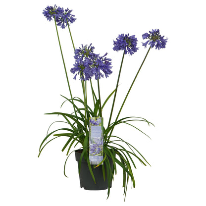 Buitenplant - Agapanthus 'Ever Sapphire' - Bloeiend - Pot Ø 19cm Hoogte ↕ 75cm