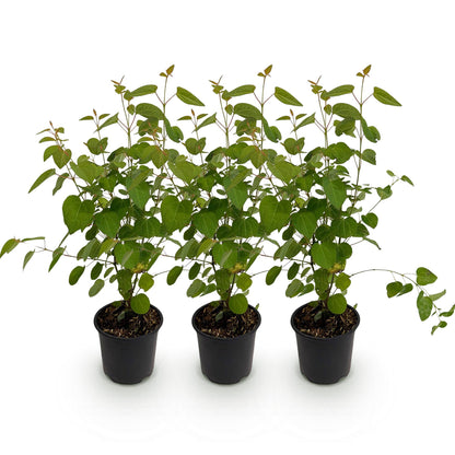 Buitenplant 3x Cercidiphyllum japonicum - Bladverliezend - Pot Ø 12cm Hoogte ↕ 35cm