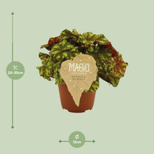 Kamerplant - Begonia Rex 'Zumba' - Pot Ø 12cm Hoogte ↕ 25cm