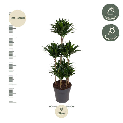 XL Kamerplant - Dracaena Compacta Carrousel - Pot Ø 31cm Hoogte ↕ 130cm