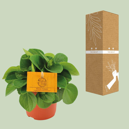 Kamerplant - Peperomia Rana Verde - Pot Ø 11cm Hoogte ↕ 15cm