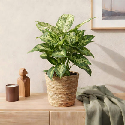 Green BoutiQ - Green is... Kamerplanten - Diefenbachia Compacta - Dieffenbachia - Weinig onderhoud - Groen - 1 Plant - Pot 17cm - Hoogte 45-50cm