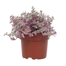 Kamerplant - Callisia Repens Rosato - Hangplant - Pot Ø 12cm Hoogte ↕ 16cm