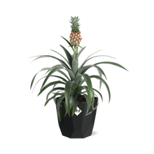 Kamerplant - Ananas Mi Amigo - Pot Ø 14cm