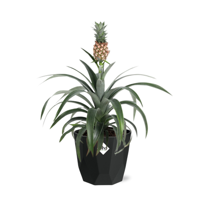 Kamerplant - Ananas Mi Amigo - Pot Ø 14cm