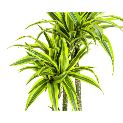 XL kamerplant - Dracaena Deremensis Lemon Lime - Pot Ø 27cm Hoogte ↕ 170-190cm