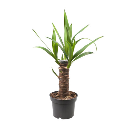 Kamerplant - Yucca Elephantipes - Pot Ø 12cm Hoogte ↕ 30cm