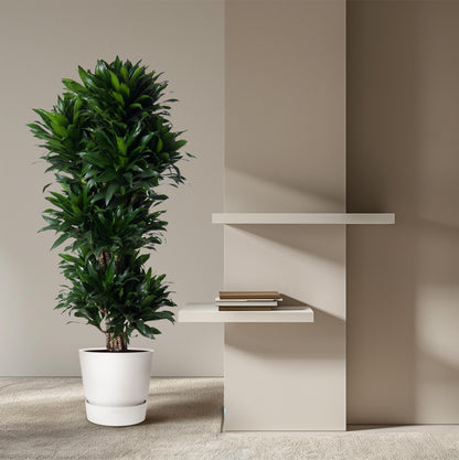 XL kamerplant - Dracaena Compacta vertakt - Pot Ø 31cm Hoogte ↕ 140cm