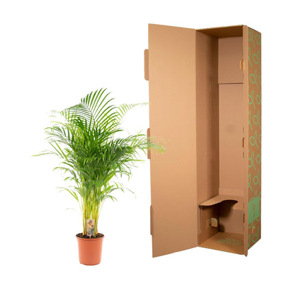 Kamerplant - Dypsis Lutescens (Areca Palm) - Hoogte ↕ 12-230cm