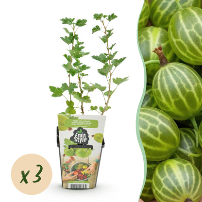 Buitenplant 3x Ribes uva-crispa 'Hinnonmaki Grün' - Winterhard - Fruitplant - Pot Ø 9cm