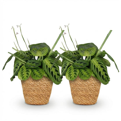 Kamerplant 2x Maranta Fascinator Lemon Lime - Gebedsplant - Pot Ø 12cm Hoogte ↕ 25cm