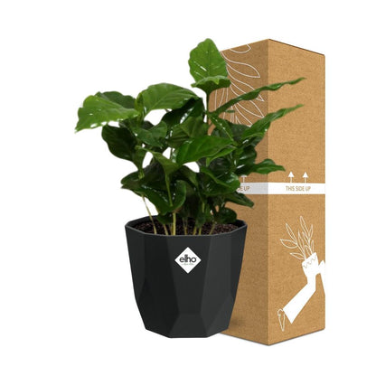 Kamerplant - Coffea Arabica - Pot Ø 14cm