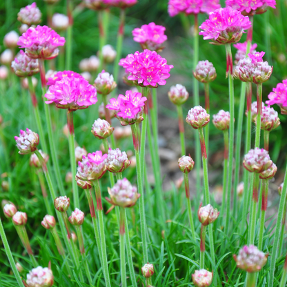 Buitenplant 60x Armeria m. 'Splendens' - Bloeiend - Pot Ø 9cm Hoogte ↕ 10-25cm