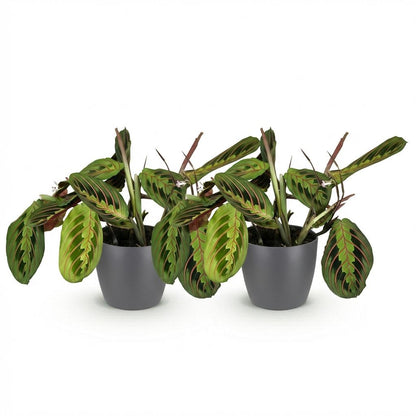 Kamerplant 2x Maranta Fascinator Tricolour - Gebedsplant - Pot Ø 12cm Hoogte ↕ 25cm