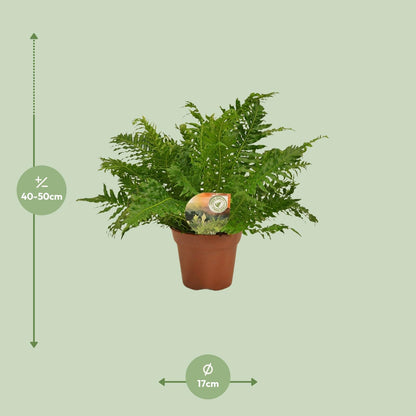 Kamerplant - Blechnum Silver Lady - Pot Ø 17cm Hoogte ↕ 50cm