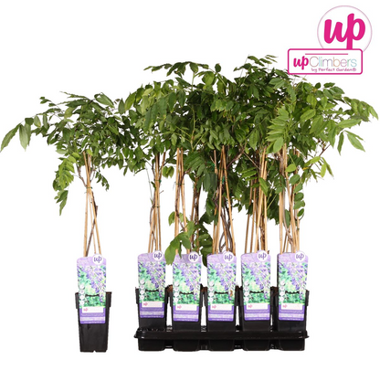 Buitenplant - Wisteria sinensis 'Prolific' - Blauwe Regen - Pot Ø 15cm Hoogte ↕ 65cm