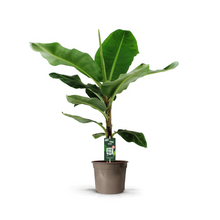 Bananenplant (Musa) - 150 cm - Ø34cm