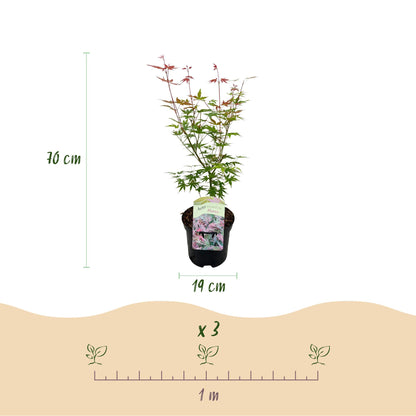 Buitenplant - Acer palmatum Phoenix - Winterhard - Pot Ø 19cm Hoogte ↕ 70cm