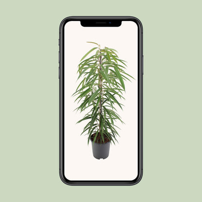Kamerplant - Ficus Binnendijkii Alii - Pot Ø 21cm Hoogte ↕ 80cm