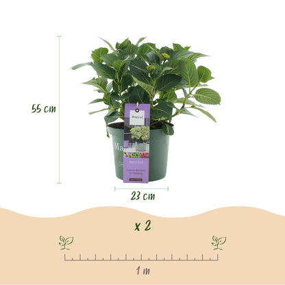 Buitenplant 2x Hydrangea Magical Jewel Blue - Bloeiend - Pot Ø 23cm Hoogte ↕ 55cm