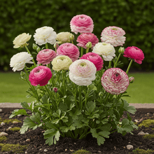 Buitenplant 40x Ranunculus Pastel Mix - Bloembollen - Pot Ø 5/6cm