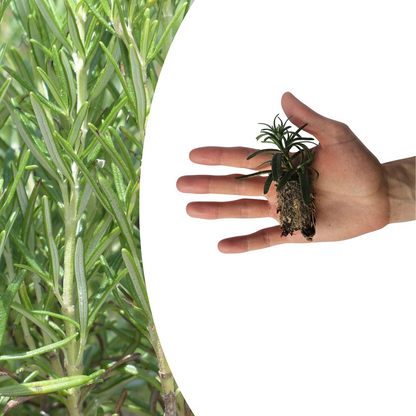 Buitenplant 6x Rosmarinus officinalis - Aromatisch - Pot Ø 9cm