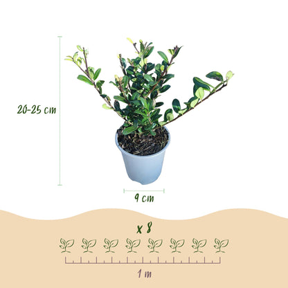Buitenplant 8x Ilex crenata Caroline Upright - Haagplant - Groenblijvend - Pot Ø 9cm Hoogte ↕ 25-30cm