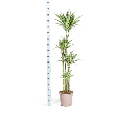 XL kamerplant - Dracaena Deremensis White Stripe - Pot Ø 27cm Hoogte ↕ 170-190cm