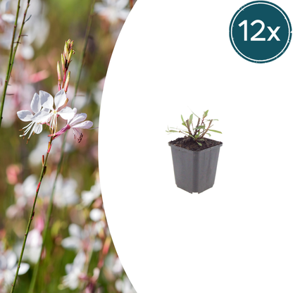 Buitenplant 12x Gaura l. 'Whirling Butterflies' - Bloeiend - Pot Ø 9cm Hoogte ↕ 10-25cm