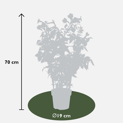 Buitenplant 2x Campsis 'Indian Summer' - Bloeiend - Pot Ø 15cm Hoogte ↕ 65cm