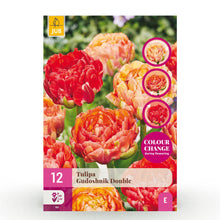 Bloembollen 12x Tulp Gudoshnik Double - Dubbelbloemig - Bolmaat 11/12