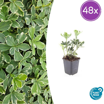 Buitenplant 48x Pachysandra terminalis 'Variegata' - Bladhoudend - Pot Ø 9cm Hoogte ↕ 10-25cm