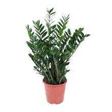 Kamerplant - Zamioculcas (ZZ-plant) - Pot Ø 21-24cm Hoogte ↕ 90cm