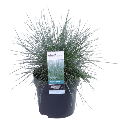 Buitenplant - Festuca glauca Azura Blue - Pot Ø 19cm Hoogte ↕ 40cm
