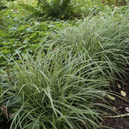 Buitenplant 6x Carex morrowii 'Ice Dance' - Pot Ø 9cm Hoogte ↕ 10-25cm