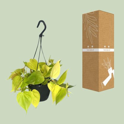 Kamerplant - Philodendron Lime - Pot Ø 15cm Hoogte ↕ 35cm