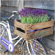 Buitenplant 3x Lavandula stoechas Anouk® - Bloeiend - Pot Ø 13cm Hoogte ↕ 25cm