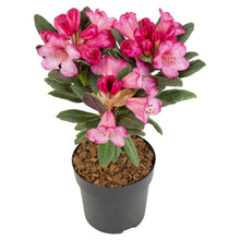 Buitenplant - Rhododendron 'Wine & Roses' - Bloeiend - Pot Ø 13cm Hoogte ↕ 20cm