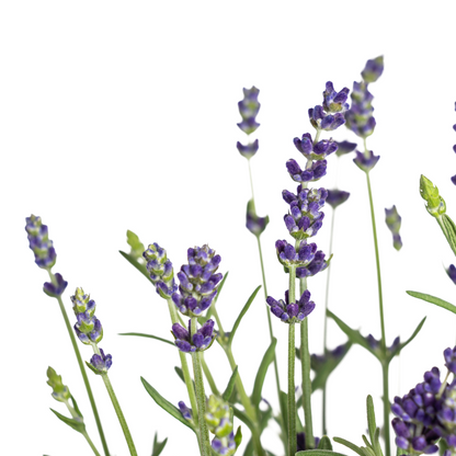 Buitenplant 8x Lavandula Angustifolia - Bloeiend - Pot Ø 13cm Hoogte ↕ 30-40cm