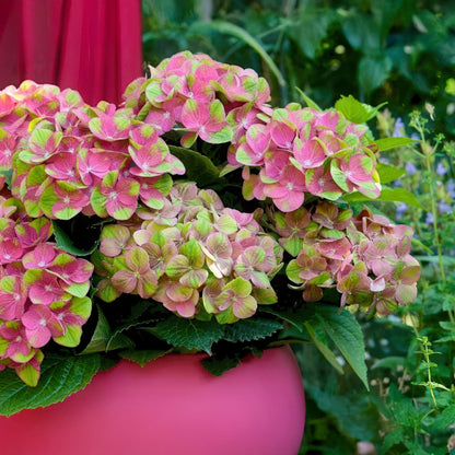 Buitenplant 2x Hydrangea Magical Green Fire - Roze-Groen Bloeiend - Pot Ø 23cm Hoogte ↕ 55cm