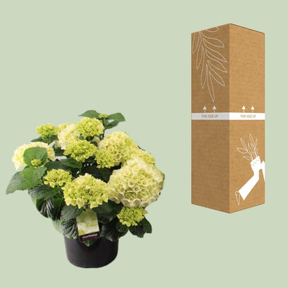 Buitenplant - Hortensia Wit - Bloeiend - Pot Ø 23cm Hoogte ↕ 40cm