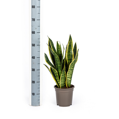 Kamerplant - Sansevieria Trifasciata Futura Superba - Pot Ø 17cm Hoogte ↕ 45-55cm
