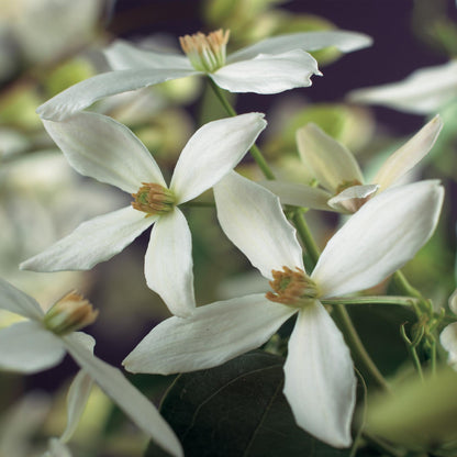Buitenplant - Clematis armandii - Klimplant Wit - Groenblijvend - Pot Ø 11cm Hoogte ↕ 40cm