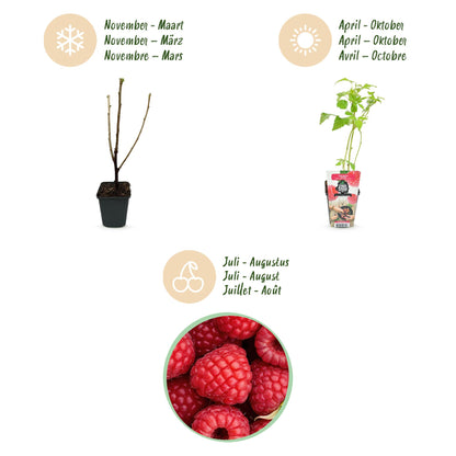Buitenplant 3x Rubus idaeus 'Ottawa' - Winterhard - Pot Ø 9cm Hoogte ↕ 30cm