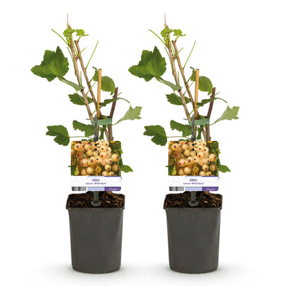 Buitenplant 2x Ribes rubrum 'White Pearl' - Aalbes - Pot Ø 11cm Hoogte ↕ 40cm