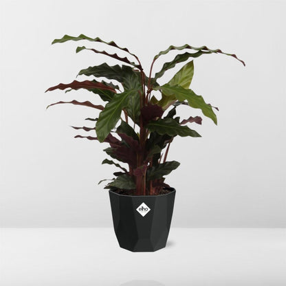 Kamerplant - Calathea Rufibarba 'Tropistar' - Pot Ø 14cm